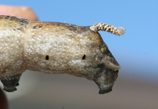 Grossa larva di Acherontia atropos